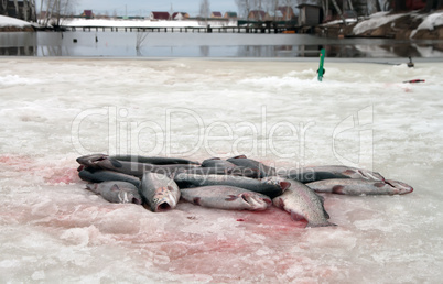 Winter fishing.