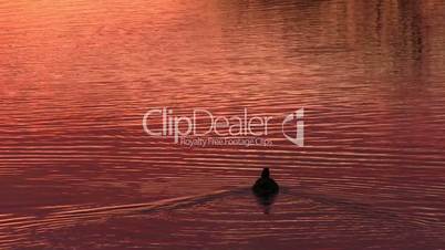 Duck floats on the surface of the water, dawn