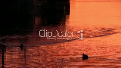 Ducks floats on the surface of the water, dawn