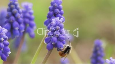Biene krabbelt auf Blume