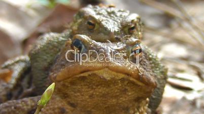 Common Toad - pair - front view