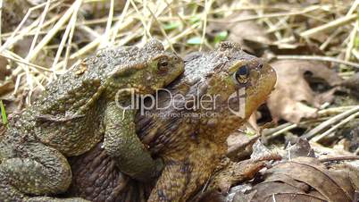 Common Toad - copulation