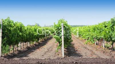 Rows of the vineyard