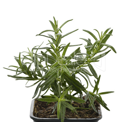 Rosemary Herb