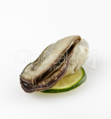 Oyster