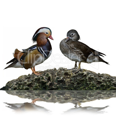 Male And Female Mandarin Ducks