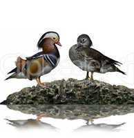 Male And Female Mandarin Ducks
