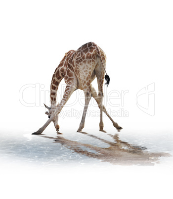 Giraffe Drinking Water