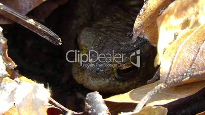 Common toad - Bufo - shelter