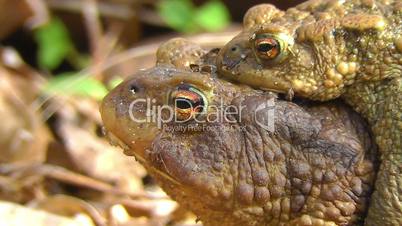 Common Toad - pairing
