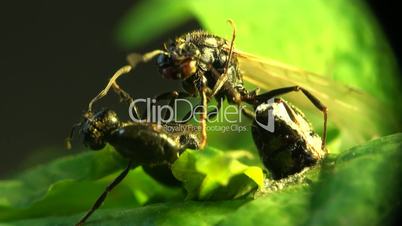 Ameise Wachen Ameisenhaufen