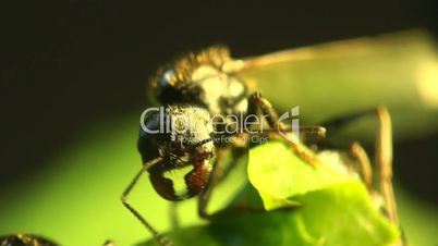 Ameise auf grünem Blatt