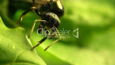 Ameise auf grünem Blatt