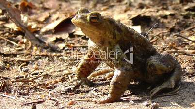 Common toad - Bufo - sunbathing