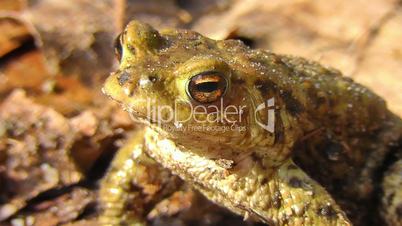 Common toad - sunbathing