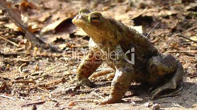 Common toad - sitting - walking