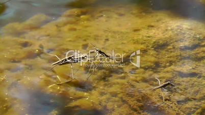 Water striders - mating