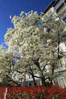 Blooming tree, Montreux, Switzerland
