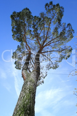 Umbrella pine, south Europe