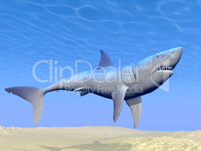 Shark underwater - 3D render