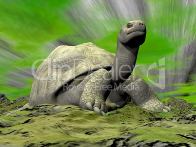 Galapagos tortoise looking at you - 3D render