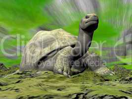Galapagos tortoise looking at you - 3D render