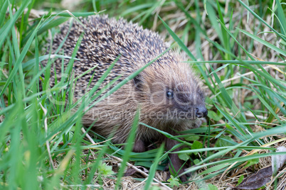 Igel