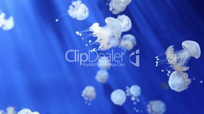 jellyfish medusa underwater video 1080p