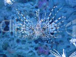 lionfish