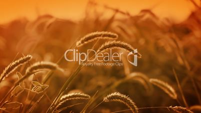 Background with golden grass