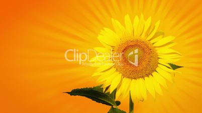 Sunflower with sunbeams