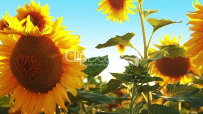 Field of sunflowers. Slow motion
