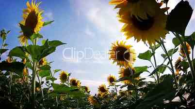 Field of sunflowers. Walk