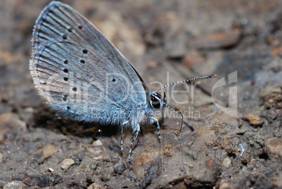 schmetterling grossansicht