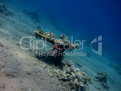 tischkoralle im roten meer