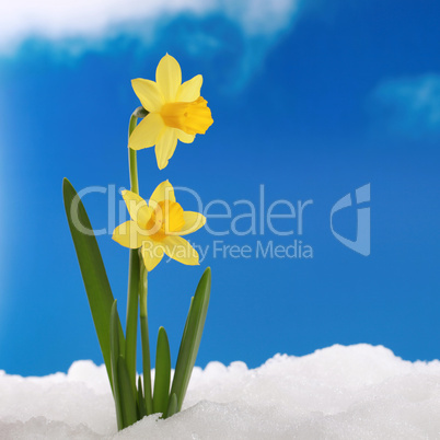 Frühling Winter: Osterglocken im Schnee