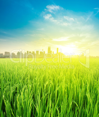 landscape view over rice field plantation farming