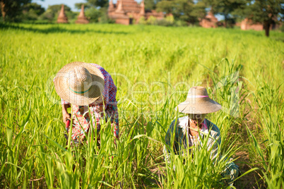 Traditional Asian farmers working