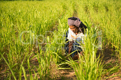 Traditional Asian male farmer working