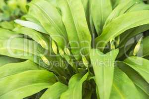 Bärlauch, Allium ursinum