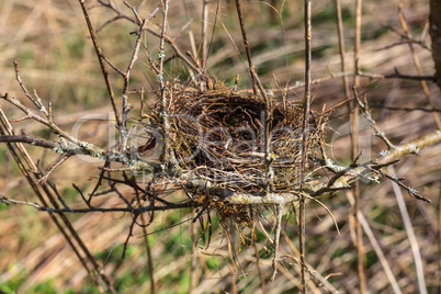 Bird's-nest