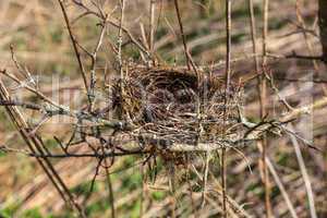 Bird's-nest