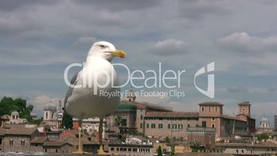 Urban seagull