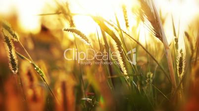 Background with grass and sunshine