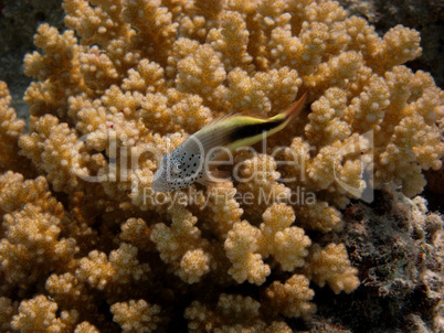 korallenwaechter bei koralle