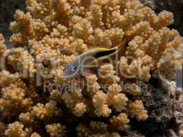korallenwaechter bei koralle