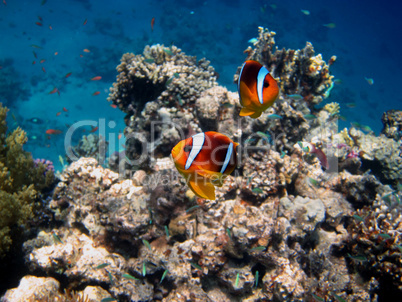 zwei rotmeer anemonenfische