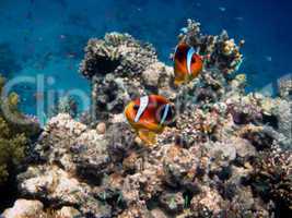 zwei rotmeer anemonenfische