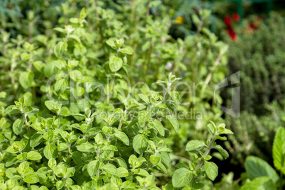 Herbs for sale at market