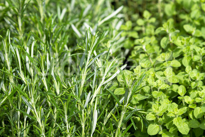 Herbs for sale at market